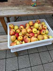 Äpfel